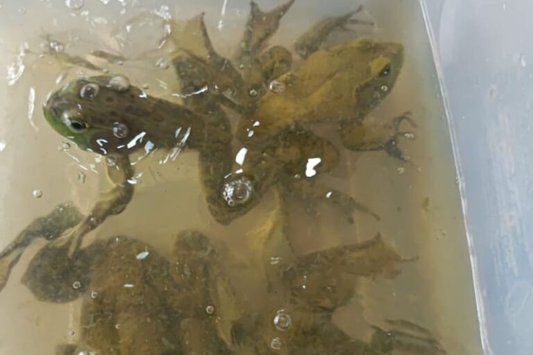 Imagen de Criteriohidalgo