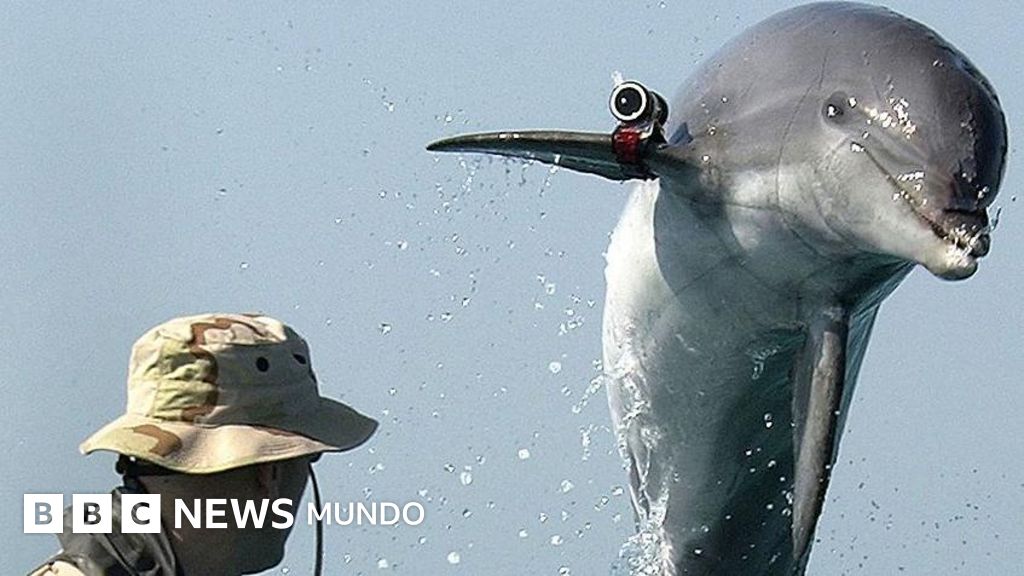 Imagen de Bbc